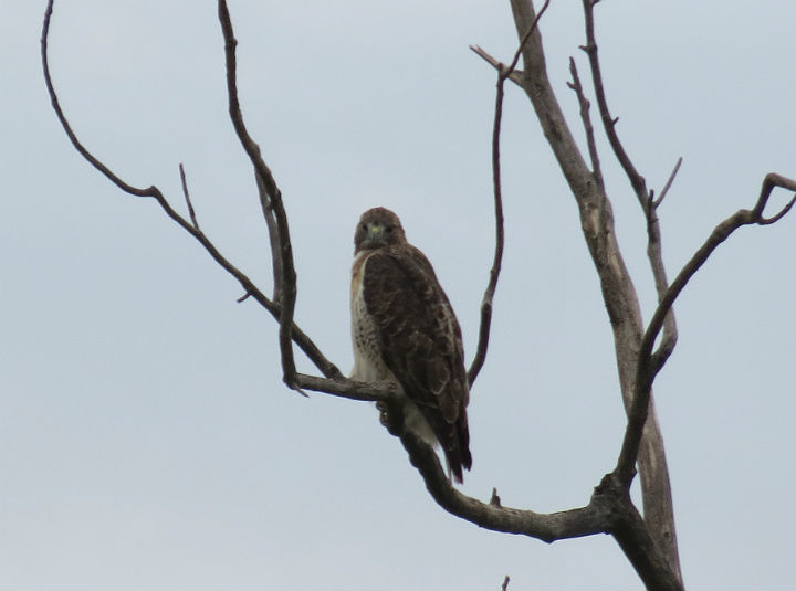 Red-tailed Hawk